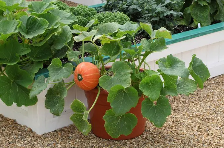 How do you grow pumpkins in a pot at home?